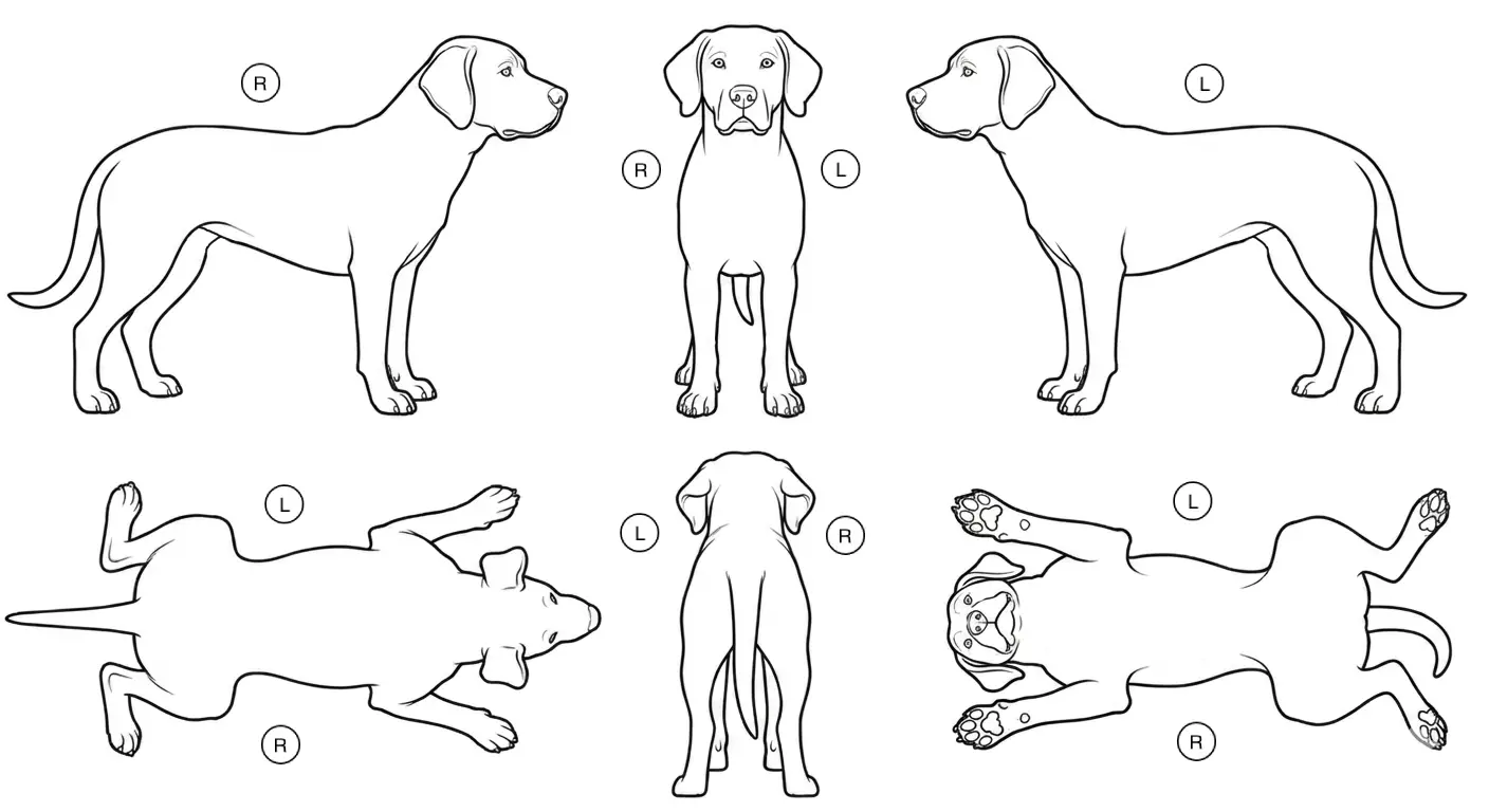 Dog Standard body map template